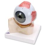 Human Eye Model