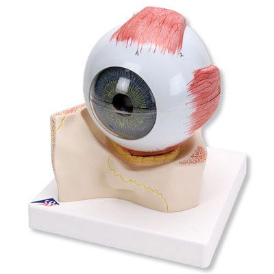 Human Eye Model